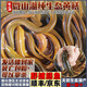 云映漁舟微山湖野捕生態(tài)黃鱔魚(yú)新鮮活魚(yú)現殺活體活發(fā)去骨鱔片新鮮鱔段鱔魚(yú) 大號（1斤2-3條）活體 1斤活魚(yú)稱(chēng)重