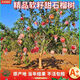 石榴樹(shù)樹(shù)苗庭院果樹(shù)特大突尼斯軟籽無(wú)籽盆栽地栽帶土老莊石榴樹(shù)苗 突尼斯軟籽石榴樹(shù)  【包成活】 6公分【原土球帶分支】總高1米8