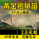 鯽魚(yú)苗黃金鯽魚(yú)苗中科五號工程鯽湘云鯽高背淡水養殖大鯽魚(yú)苗 黃金鯽4-7cm30條送10%防損 1條