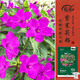 壽禾紫茉莉花種子苗胭脂花四季種植花籽 紫茉莉種子紫紅色25g約330粒