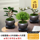 開時果 中式禪意小盆栽組合套裝 發(fā)財樹文竹綠植物辦公室內(nèi)花卉好養(yǎng)盆景 小盼菩提+小葉赤楠+六月雪 含盆含土（每盆加送苔蘚）
