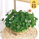 開(kāi)時(shí)果 銅錢(qián)草水培盆栽帶葉發(fā)貨 綠植物水生金錢(qián)草桌面盆景源頭直發(fā)包郵 【約100-150棵】銅錢(qián)草-不含盆 【精品銅錢(qián)草-帶葉子】