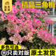 開(kāi)時(shí)果 三角梅扦插花苗盆栽四季開(kāi)花 爬藤庭院攀援植物陽(yáng)臺花卉樹(shù)苗盆景 中國紅（約25-35cm）+原土發(fā)貨 【原土發(fā)貨】開(kāi)花包對版