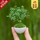 開(kāi)時(shí)果 臺灣達摩小葉九里香 桌面微型趣味迷你盆栽綠植盆景源頭直發(fā)包郵 達摩九里香+圓形瓷盆