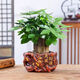 行湘發(fā)財樹(shù)盆栽綠植 精品大三桿發(fā)財樹(shù)+大號財源茂盛陶瓷盆 源頭直發(fā)