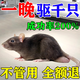 老鼠藥三步到一聞死就耗子強(qiáng)藥神效高老鼠一鍋端室外死聞就死特藥 50g