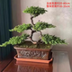 迎客松盆景真樹(shù)室內室外裝飾綠植盆栽植物客廳辦公室前臺四季擺件 五片凌云含紫砂盆打木架發(fā)貨