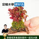 云峰海瑞 水草活體魚缸造景套餐用品水族箱裝飾魚缸種子沉木活水草 紅玫瑰沉木單頭