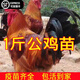一斤半斤左右九斤紅公雞活苗九斤黃雞苗公雞肉雞紅玉380小雞活苗 1斤左右九斤紅5只(5公大紅冠 )