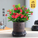 開(kāi)時(shí)果 鐵海棠盆栽帶花發(fā)貨 虎刺梅四季開(kāi)花卉植物盆景綠植源頭直發(fā)包郵 【禪意款】上善若水盆+圓底托