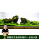 云峰海瑞魚缸造景套餐魚缸裝飾活體水草泥陶粒砂底砂對(duì)葉牛毛水草種子 青龍石造景 50cm套餐