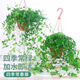 行湘常春藤吊蘭植物盆栽垂吊綠植 165#常春藤2盆+塑料原盆 源頭直發(fā)