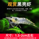 觀賞蝦鮮活熱帶淡水蝦小櫻花水晶極火蝦魚(yú)缸寵物除藻清潔黑殼蝦苗 中號(hào)黑殼蝦(共20只)10+10備損