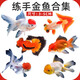 百綸木千金魚(yú)觀(guān)賞魚(yú)鴻運(yùn)當(dāng)頭金魚(yú)不加溫好養(yǎng)獅子頭活體冷水魚(yú)招財(cái)魚(yú)丹頂紅 新品福利 隨機(jī)小金魚(yú)6條