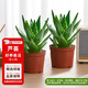 花翁盆栽室內(nèi)花卉綠植仙人掌植物 大號(hào)蘆薈（原土盆2盆）源頭直發(fā)