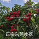 梁桾業(yè)當年結果正宗增城仙進奉荔枝苗冰荔荔枝樹苗無籽荔枝嫁接果樹苗 六年苗(1.8cm粗)結果多多 冰荔(帶土帶葉)優(yōu)質嫁接