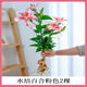 愛(ài)你一萬(wàn)年水培植物香水百合花盆栽帶花苞室內(nèi)好養(yǎng)客廳陽(yáng)臺(tái)花卉水養(yǎng)四季開(kāi)花 【帶花帶根好養(yǎng)】粉色香水百合【2顆】+營(yíng)養(yǎng)液