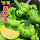 姜柄瓜云南農(nóng)家自種新鮮蔬菜姜柄瓜嫩南瓜小甜瓜 帶箱重 2斤