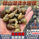 云映漁舟微山湖鮮活清水田螺新鮮螺螄無(wú)泥無(wú)沙活體的大石螺可剪尾螺絲順豐 3斤精選田螺（無(wú)泥無(wú)沙包活） 1500g
