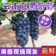 云南夏黑葡萄新鮮葡萄當季無(wú)籽黑提孕婦水果黑提黑加侖巨峰 1斤裝