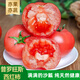京地達(dá)西紅柿山東普羅旺斯西紅柿凈重4.5斤 單果120g+ 蔬菜源頭直發(fā)包郵
