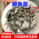 大鯽魚(yú)苗淡水養殖黃金鯽土鯽工程鯽中科五號鯽魚(yú)苗高背鯽活體批發(fā)小魚(yú)苗 彭澤鯽魚(yú)（2-4cm1200條）送10%路損