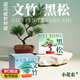 小花農(nóng)兒童桌面微景觀diy材料綠植物國(guó)風(fēng)生態(tài)種植小盆栽種子生長(zhǎng)觀察盒 【黑墨松】種植套裝一盒 幼兒園種植客廳書房擺件