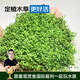 云峰海瑞 魚缸造景真活體水草草坪水草種子魚缸草缸造景水族箱裝飾前景 迷你矮珍珠網(wǎng)片（7x7cm）1份