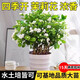 沭之美茉莉花盆栽花卉植物室內(nèi)盆栽 茉莉花8-12株+塑料螺紋盆 源頭直發(fā)