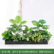 綠道Greenway仿真綠植造景花箱假花組合擺設(shè)景觀戶外植物盆栽隔斷室內(nèi)裝飾陽臺 B100-4