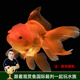 云峰海瑞觀賞金魚 冷水魚 觀賞魚金魚 活體魚 淡水魚小金魚活魚錦鯉魚 精品獅子頭6-7厘米4條（隨機）