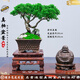 潮裕盆景日本系魚川真柏盆景辦公室客廳大型綠植室內(nèi)真樹盆栽老樁造型擺件 真柏盆景43 帶盆栽好