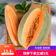 籃子掌柜西州蜜曉蜜25號網(wǎng)紋瓜沙漠蜜瓜新鮮水果脆甜多汁 西州蜜 2.5-3斤（1-2個(gè)）