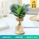 開(kāi)時(shí)果 水培植物辦公室內桌面盆栽 水養綠蘿水生花植物綠植源頭直發(fā)包郵 琴葉榕（含玻璃瓶+竹托） （加贈 營(yíng)養液）