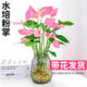 泰西絲粉掌水培植物盆栽粉掌綠植四季好養花卉 粉掌2株不含瓶 源頭直發(fā)