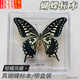 坤隨 蝴蝶標本真蝴蝶標本昆蟲(chóng)標本蝴蝶拍攝道具DIY學(xué)生教學(xué)真蟲(chóng)擺件學(xué)生創(chuàng  )意生日禮物透明盒裝 柑橘鳳蝶盒裝【1個(gè)】