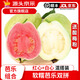 京源采紅心軟芭樂新鮮水果番石榴應(yīng)季低糖孕婦生鮮禮品單果130g+ 【順豐】紅白心雙拼軟芭樂4.5斤