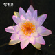 虹越（HONGYUE）庭院造景睡蓮裸根苗 多年生微型蓮花水生植物陽(yáng)臺景觀(guān)花卉 【中型睡蓮】暹羅紫一（裸根）