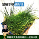 云峰海瑞 魚缸造景真活體水草草坪水草種子魚缸草缸造景水族箱裝飾前景 迷你牛毛盒（長(zhǎng)方盒）1盒