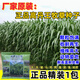 蓿蕾高丹王草種子養殖進(jìn)口牧草種子高產(chǎn)耐旱草籽喂牛羊豬兔魚(yú)飼料種子 進(jìn)口高丹王牧草種子1斤【可種2分地】
