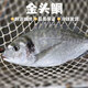 海鮮頌[東山館] 生態(tài)養(yǎng)殖鯛魚 金對鯛 真鯛 黑包公 金頭鯛 1.2-1.9斤/條
