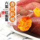 蓮山九鮮六鰲蜜薯正宗西瓜紅地瓜廣東新鮮番薯沙地地瓜山芋 中果凈重5斤（3-6兩）