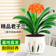 京云夢(mèng)君子蘭盆栽室內(nèi)花卉精品名貴花卉綠植盆景10-12葉郁金香源頭直發(fā)