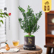 開時果 雀舌小黃楊盆景迷你盆栽 辦公室桌面微型好養(yǎng)綠植物源頭直發(fā)包郵 黃楊（知足常樂盆+苔蘚+底托）