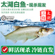 太湖?！咎卮蟀佐~】太湖三白翹嘴白條大白刁 鮮活三去淡水魚類江蘇特產(chǎn) 現(xiàn)殺 500g*2條
