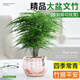 泰西絲文竹盆景植物桌面綠植盆栽 大文竹+中號白堅持陶瓷盆 源頭直發(fā)