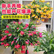 沭之美蟹爪蘭盆栽客廳綠植盆栽植物   蟹爪蘭（紅色）不含盆 源頭直發(fā)
