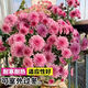 行湘荷蘭菊盆栽陽(yáng)臺綠植菊花盆景花卉 140#粉色+塑料原盆 源頭直發(fā)