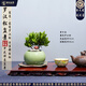 潮裕盆景羅漢松盆景公司前臺(tái)客廳入門玄關(guān)處迎客松真樹(shù)室內(nèi)外擺放四季好養(yǎng) 精品掌中寶羅漢松57 老樁盆景/一物一拍