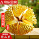 源外 泰國進(jìn)口金枕榴蓮老樹果 當(dāng)季新鮮整個帶殼金枕頭報恩盲盒水果 精選3-4斤單果（包3-5房）